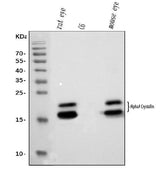 Anti-Alpha A Crystallin Antibody Picoband® (monoclonal, 8H6 Boster Bio