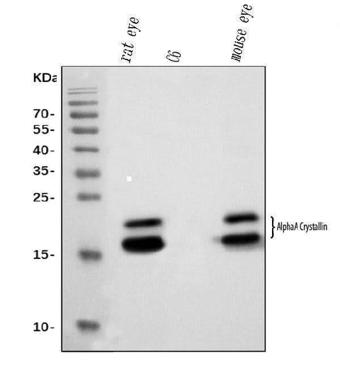 Anti-Alpha A Crystallin Antibody Picoband® (monoclonal, 8H6 Boster Bio