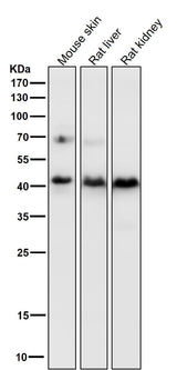 Anti-PDHA1/Pdh E1Alpha Rabbit Monoclonal Antibody Boster Bio