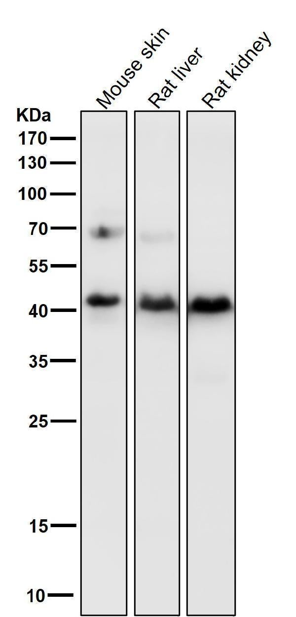Anti-PDHA1/Pdh E1Alpha Rabbit Monoclonal Antibody Boster Bio