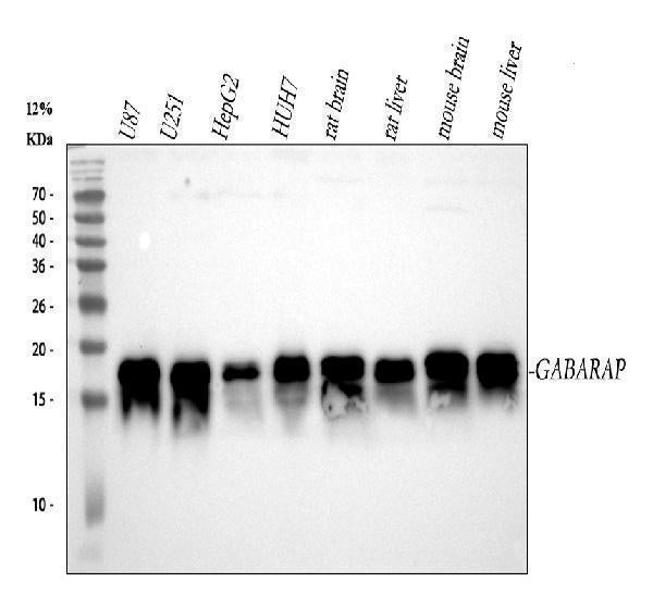 Anti-GABARAP Monoclonal Antibody Boster Bio