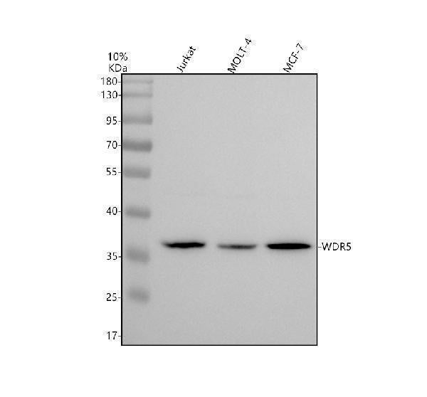 Anti-WDR5 Monoclonal Antibody Boster Bio