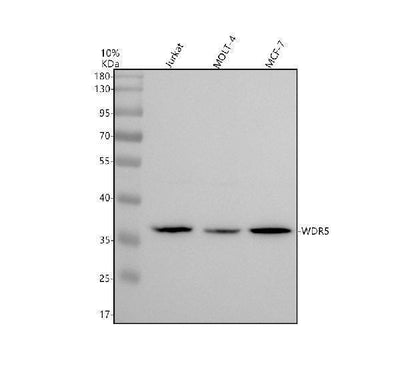 Anti-WDR5 Monoclonal Antibody Boster Bio