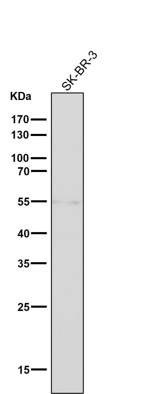 Anti-Tyrosine Hydroxylase TH Rabbit Monoclonal Antibody Boster Bio