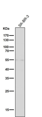 Anti-Tyrosine Hydroxylase TH Rabbit Monoclonal Antibody Boster Bio