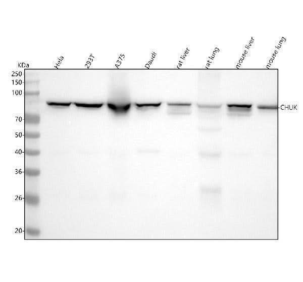 Anti-IKK alpha CHUK Rabbit Monoclonal Antibody Boster Bio