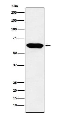 Anti-E2F4 Monoclonal Antibody Boster Bio