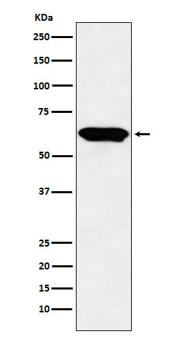 Anti-E2F4 Monoclonal Antibody Boster Bio