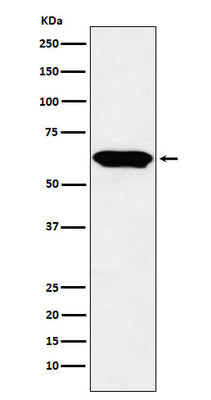 Anti-E2F4 Monoclonal Antibody Boster Bio