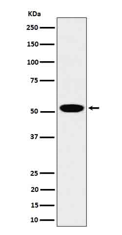 Anti-LAP3 Rabbit Monoclonal Antibody Boster Bio