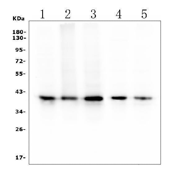Anti-RP2 Antibody Picoband® (monoclonal, 3D7 Boster Bio