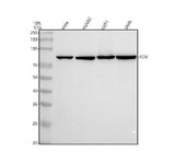 Anti-Radixin Rabbit Monoclonal Antibody Boster Bio