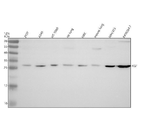 Anti-KGF Rabbit Monoclonal Antibody Boster Bio