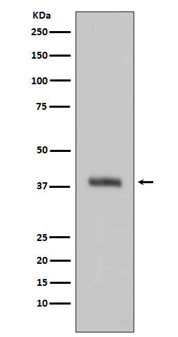 Anti-HTRA2/Omi Rabbit Monoclonal Antibody Boster Bio