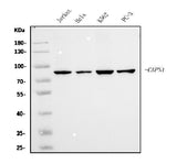 Anti-Calpain 1 Antibody Picoband® (monoclonal, 2I10 Boster Bio