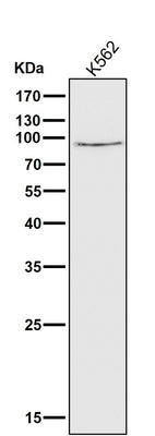 Anti-Calpain 1 CAPN1 Rabbit Monoclonal Antibody Boster Bio