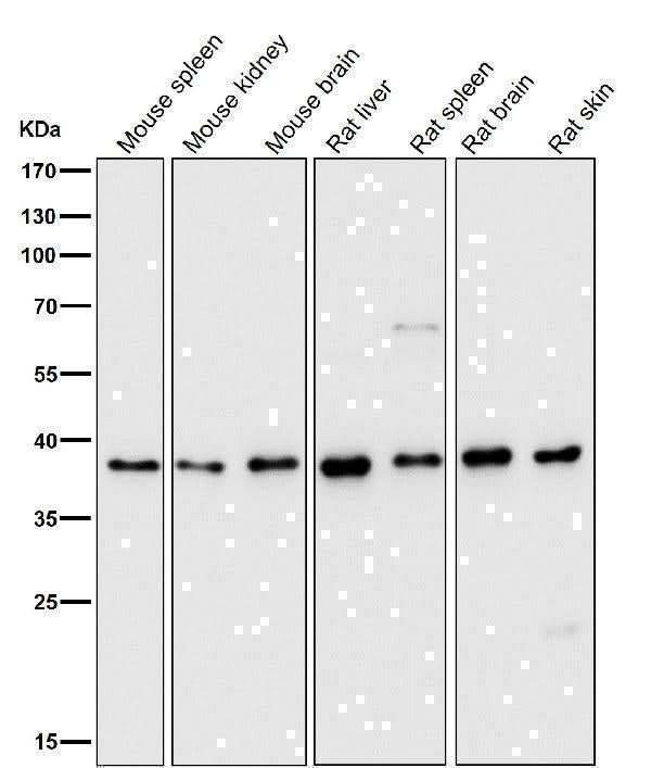 Anti-DNA Polymerase beta Monoclonal Antibody Boster Bio
