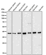 Anti-DNA Polymerase beta Monoclonal Antibody Boster Bio