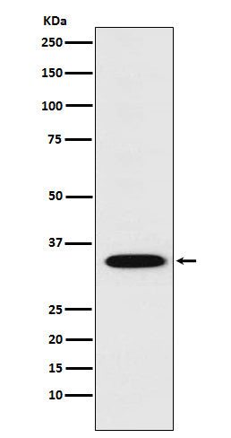 Anti-STX1A Rabbit Monoclonal Antibody Boster Bio