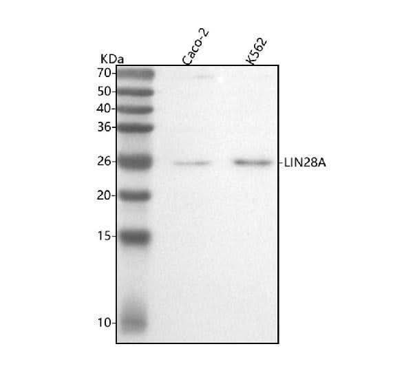 Anti-Lin28 LIN28A Rabbit Monoclonal Antibody Boster Bio