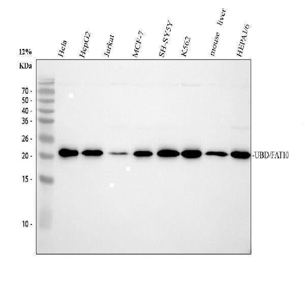 Anti-Ubiquitin D UBD Rabbit Monoclonal Antibody Boster Bio