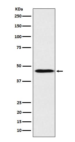 Anti-ApoA4 Rabbit Monoclonal Antibody Boster Bio