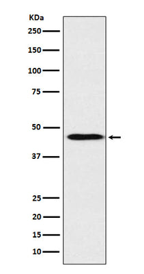 Anti-ApoA4 Rabbit Monoclonal Antibody Boster Bio