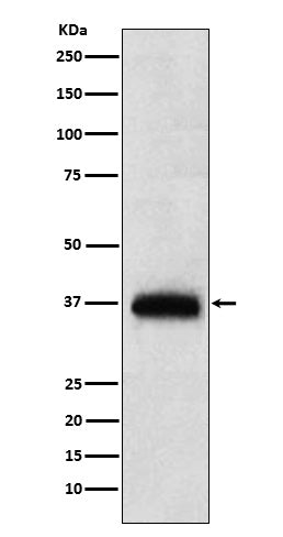 Anti-CD7 Monoclonal Antibody Boster Bio