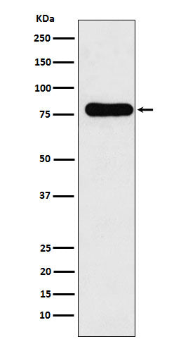 Anti-GAB1 Monoclonal Antibody Boster Bio