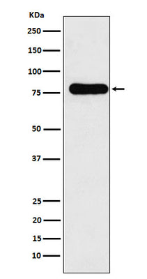 Anti-GAB1 Monoclonal Antibody Boster Bio
