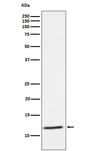 Anti-DAP12 Rabbit Monoclonal Antibody Boster Bio