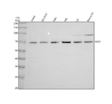 Anti-GAD67 GAD1 Rabbit Monoclonal Antibody Boster Bio