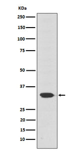 Anti-Otx2 Rabbit Monoclonal Antibody Boster Bio
