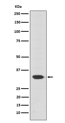 Anti-Otx2 Rabbit Monoclonal Antibody Boster Bio