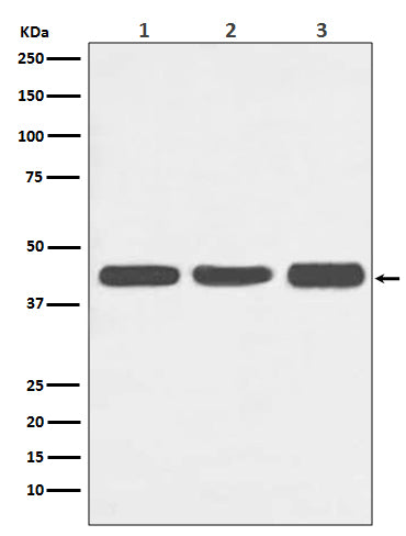 Anti-Actin ACTA1 Rabbit Monoclonal Antibody Boster Bio