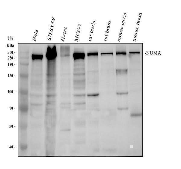 Anti-NuMA NUMA1 Monoclonal Antibody Boster Bio