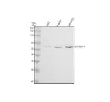 Anti-PEDF Monoclonal Antibody Boster Bio