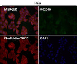 Anti-Cyclin B2 CCNB2 Rabbit Monoclonal Antibody Boster Bio