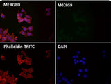 Anti-GPX4 Rabbit Monoclonal Antibody Boster Bio