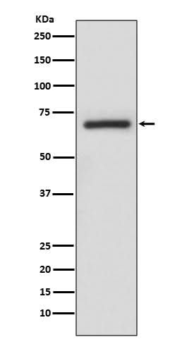 Anti-A-RAF Rabbit Monoclonal Antibody Boster Bio