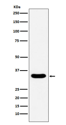 Anti-DAZL Monoclonal Antibody Boster Bio