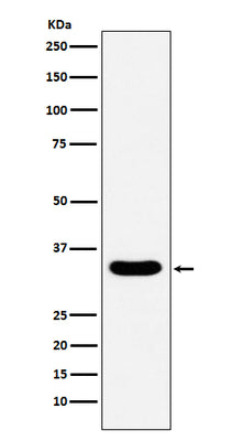 Anti-DAZL Monoclonal Antibody Boster Bio