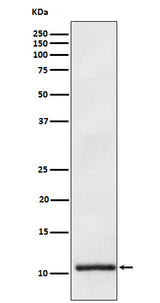 Anti-Apolipoprotein A II APOA2 Monoclonal Antibody Boster Bio