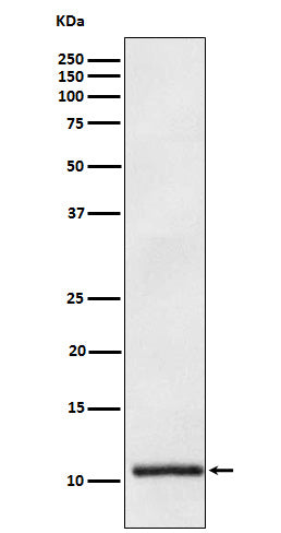 Anti-Apolipoprotein A II APOA2 Monoclonal Antibody Boster Bio