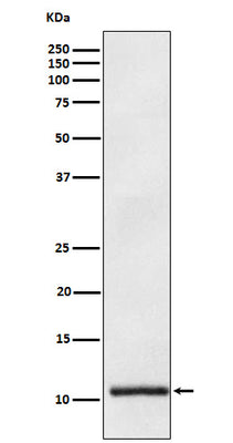 Anti-Apolipoprotein A II APOA2 Monoclonal Antibody Boster Bio