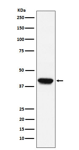 Anti-Biglycan Monoclonal Antibody Boster Bio