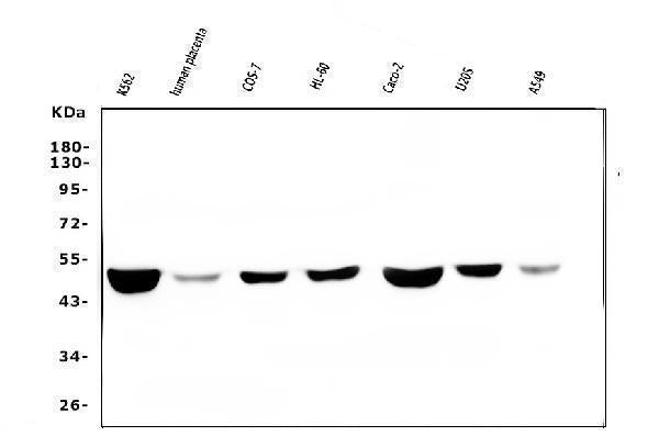 Anti-FH Antibody Picoband® (monoclonal, 9D8 Boster Bio
