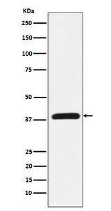 Anti-CRKL Rabbit Monoclonal Antibody Boster Bio