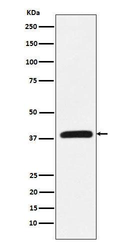 Anti-CRKL Rabbit Monoclonal Antibody Boster Bio