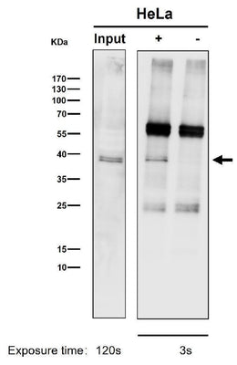 Anti-CrkL Rabbit Monoclonal Antibody Boster Bio